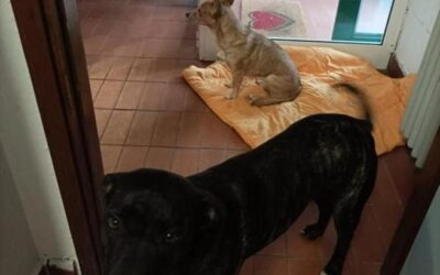 torinoggi.it – La lotta alle dipendenze viaggia su quattro zampe